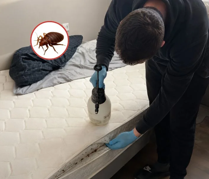 Technicien traitant un matelas contre les punaises de lit à Vaugrigneuse